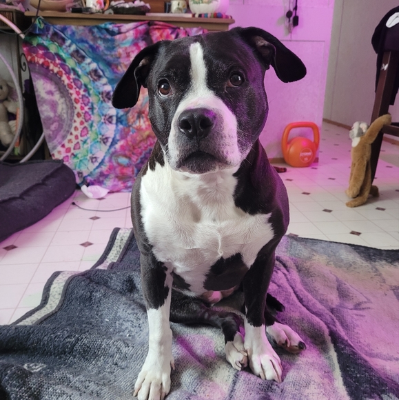 Meet your Posher, Megan Daisy - Picture 5 of 7